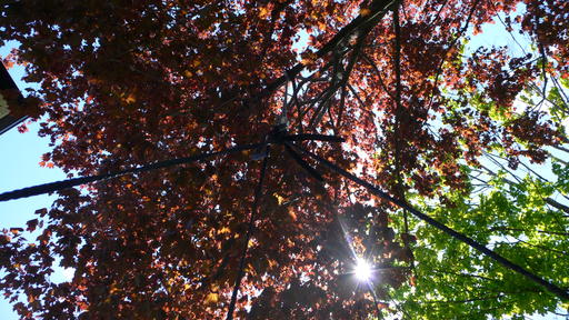 Maple Trees as seen from the sky chair